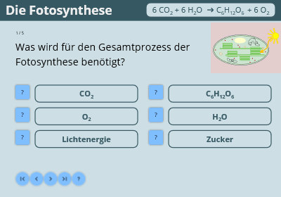 Fragen zur Fotosynthese