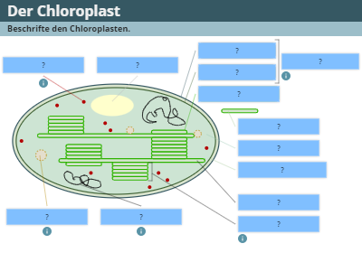 Chloroplast - Bildbeschriftung