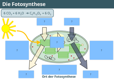 Fotosynthese - bildliche Zusammenfassung